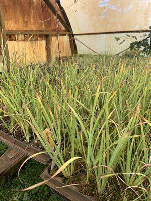 Watershed Garden Works