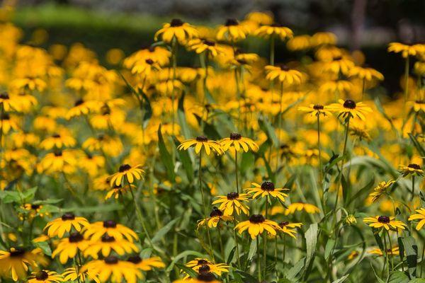 Our flower garden