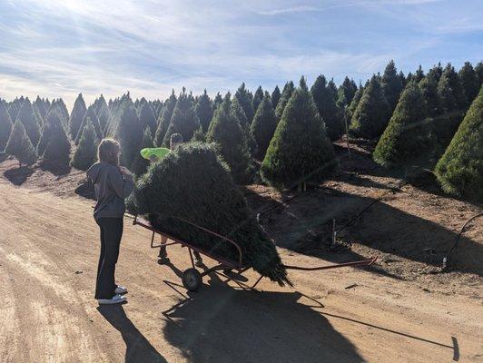 Putting our tree on our wagon to take it down and have it wrapped up.