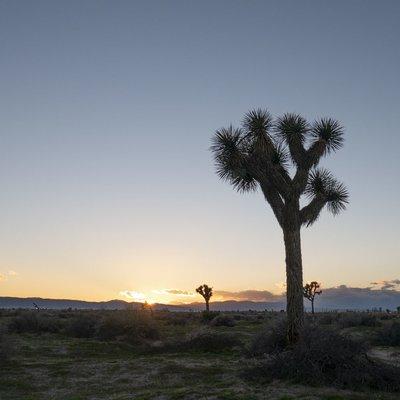 Desert Sunset