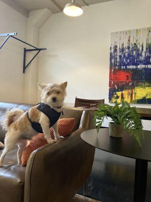 Pet-friendly rooms