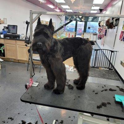 Standard Schnauzer puppy in a longer schnauzer cut.