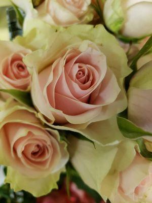 Lovely soft pink roses!