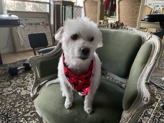 Lucy is stylin in her Christmas bandanna