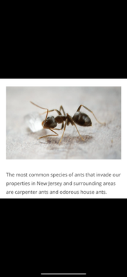 Ants can infest your home all year round but are more likely to come around spring time. Call for prevention services or elimination service