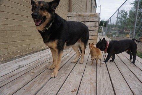 At Bed and Biscuits in the patio/outdoor doggy area before she got lost in their care.