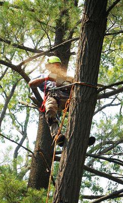 Tree removal