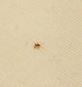 Bed bug found under pillow. I believe this is the one that was biting my face, as I found it as soon as I woke up and flipped over my pillow