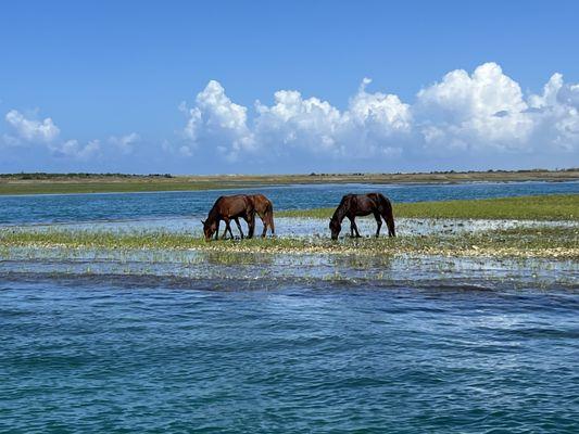 Shackleford banks wild horses on the east end near Cape Lookout