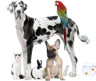 Not just Cats!  Pet sitting for all types of Fur & Feathered Babies!