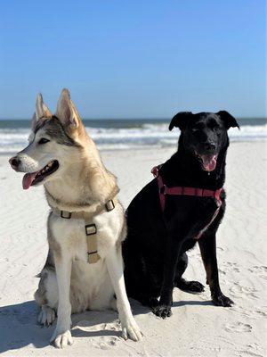 Dogs at Beach Daylight