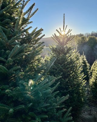 Panoramic View Christmas Tree Farm