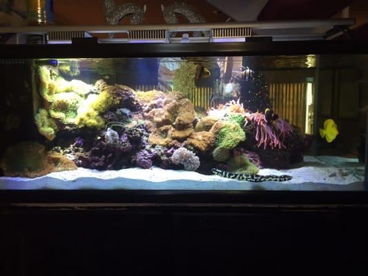 Aqualife Aquarium Systems