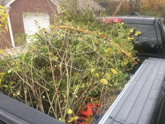 Bed full of branches they wouldn't accept because they saw a pop can from one of my workers in the bed.