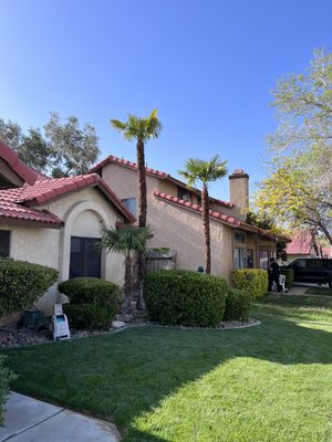 After the paurotis palm tree trimmed