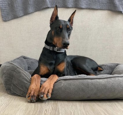 Jack ! Ears done by Dr. Koster when he was 11 weeks old. He's just under 1 year old in this picture.