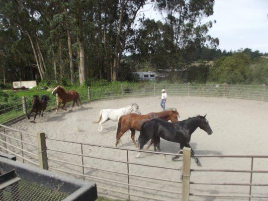 Round Pens