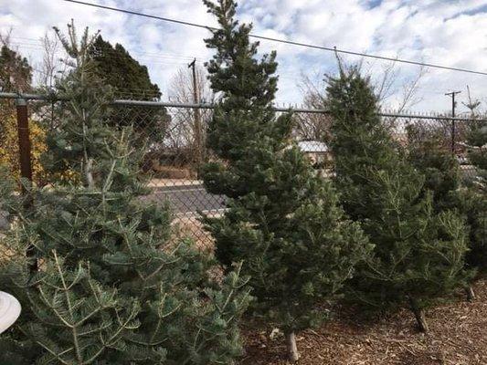 2020 JUST ARRIVED SUBLIME DIVINE PINE FRESH CHRISTMAS TREES. THE SWEET SMELL OF CHRISTMAS IS IN THE AIR!