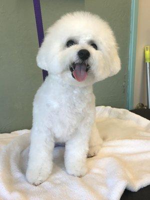 Adorable Bichon mix.