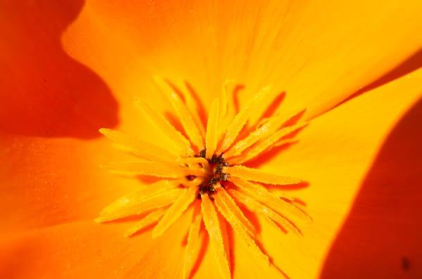 Eschscholzia californica, were used medicinally by Native Americans. Contains alkaloids has mild sedative and anxiolytic actions.