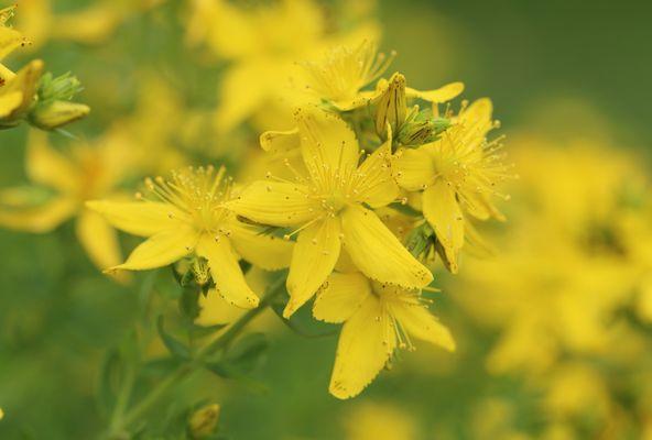 St. Johns Wort Flower