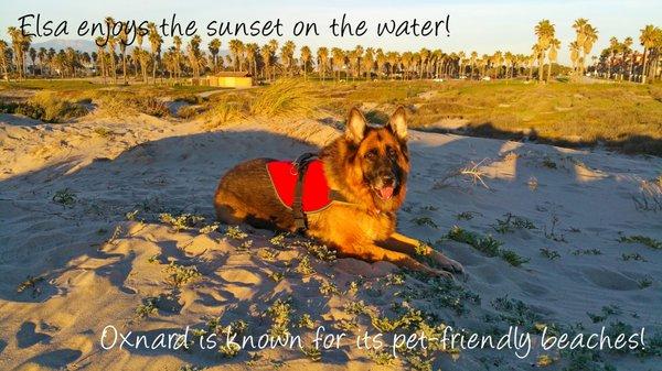 Elsa takes a moment to enjoy one of our legendary sunsets on the uncrowded, pet-friendly beach.