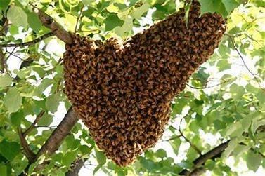 Honey Bee Swarm Removal