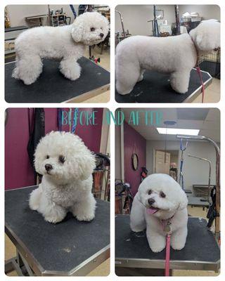 Some of the best groomers!