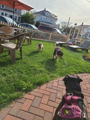 Large patio we can enjoy with our dogs