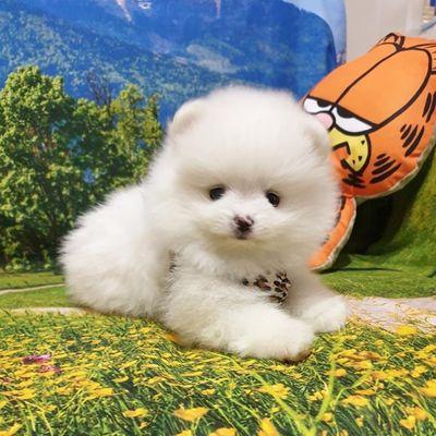 Pomerian puppies for sale