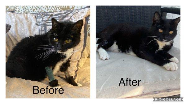 Cat who nearly died and cat today after being treated under Dr. Javiers guidance.