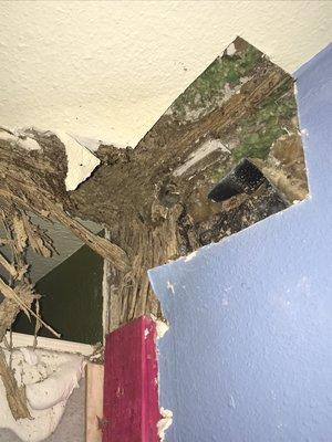 Termite damage