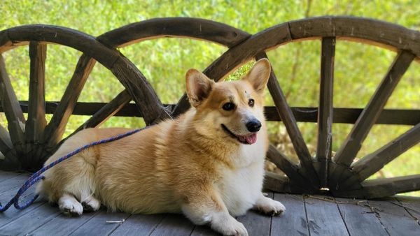 Topanga Pet Resort