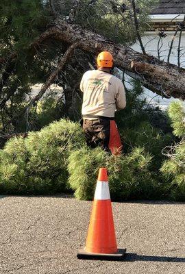 Large Pine tree removal