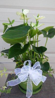 Peace Lily Plant