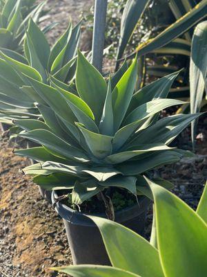 Agave Attenuata