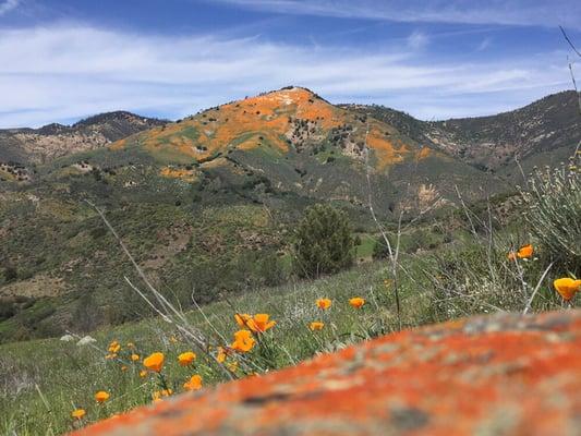 Wild Poppies covering the SLO County hilltops.