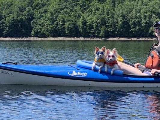 Yes, those are Doggles for eye protection.