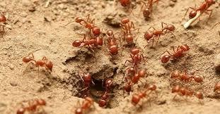 Fire Ant Control