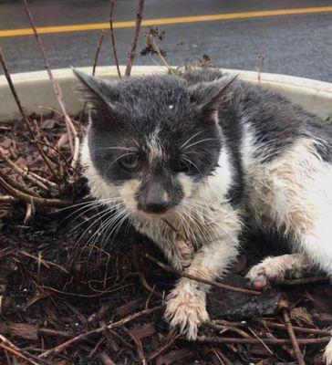 One of many cats that were kicked by store employees into the cold winter street and then thrown into traffic