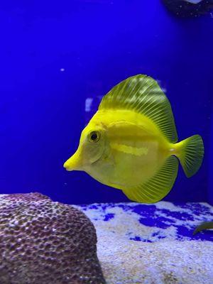 Yellow Tang