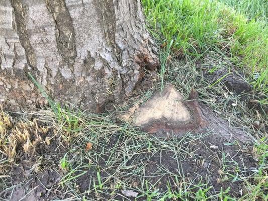 Mowed so close the blade cut into the trunk.