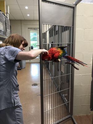 Jess scritching a scarlet macaw in our boarding facility.