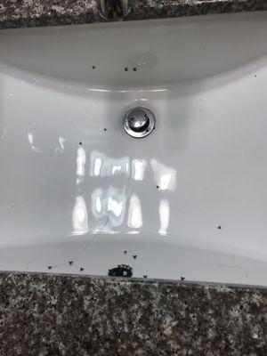 Flying bugs in the sink