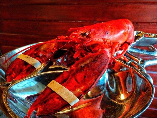 Amazing buttery lobsters, fresh and purely top-rate!