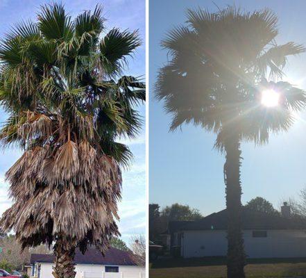 Fast, Friendly, Affordable service. Turned this monstrosity into beautiful palm tree again. I Definitely recommend!