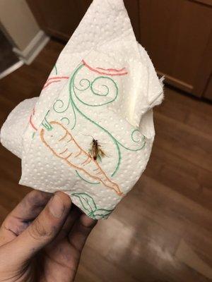 Cockroach infested apartments