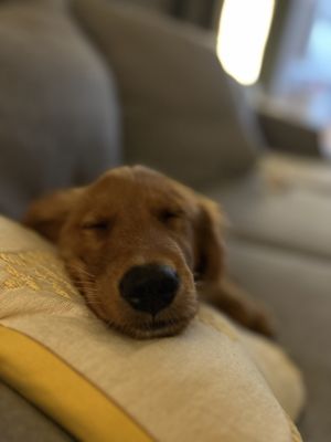 Sleepy pup