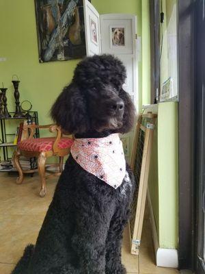 Standart Poodle Hair style!