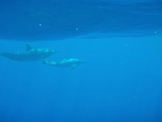 Momma and baby dolphin